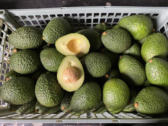 Avocado for export from Uganda
