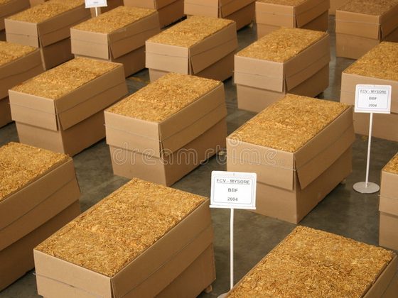 Cotton for export from Uganda