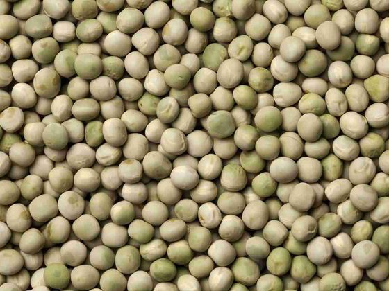 Dry Cow Peas for export from Uganda