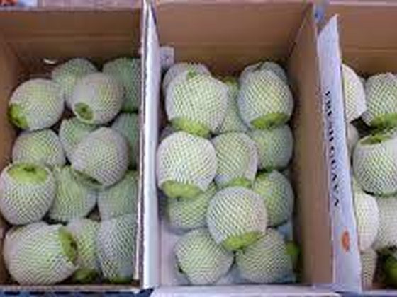Guava for export from Uganda