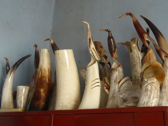 Horns & Horn Art for export from Uganda