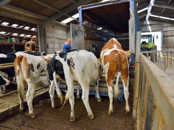 Livestock for export from Uganda