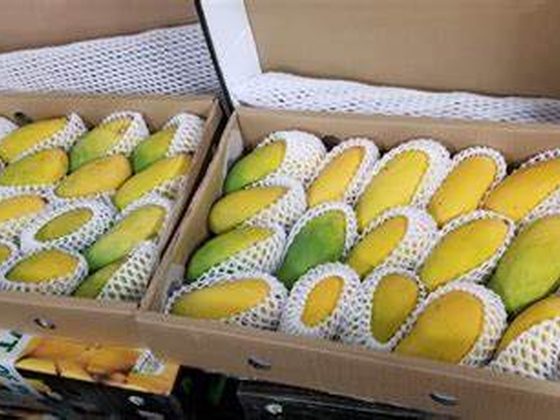 Mangoes for export from Uganda