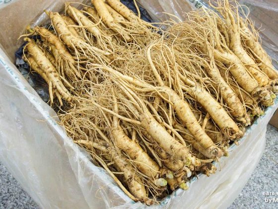 Mulondo (Mondia Whitei) for export from Uganda
