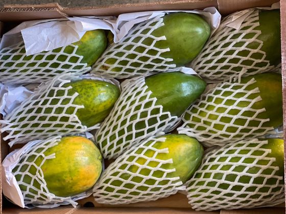 Papaya for export from Uganda