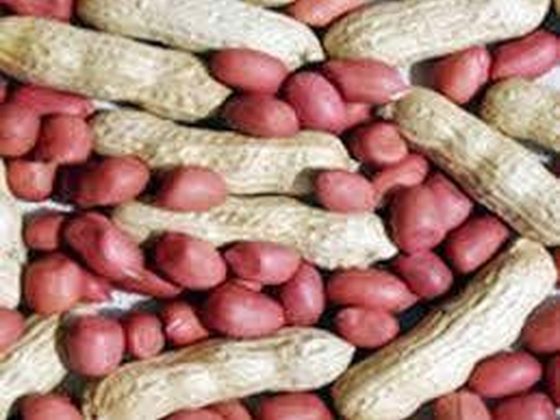 Pea Nut for export from Uganda
