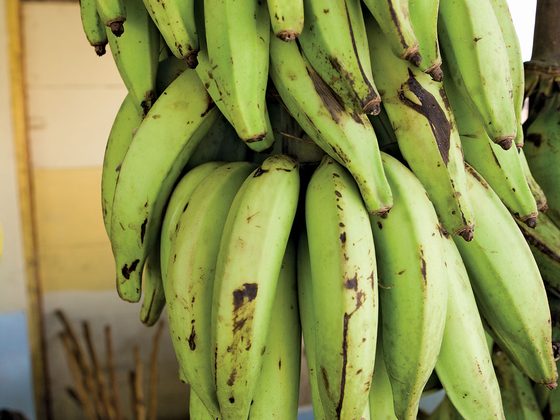 Plantain (Gonja) for export from Uganda