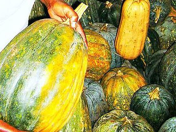Pumpkin for export from Uganda