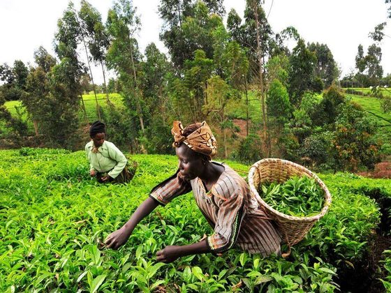 Tea for export from Uganda