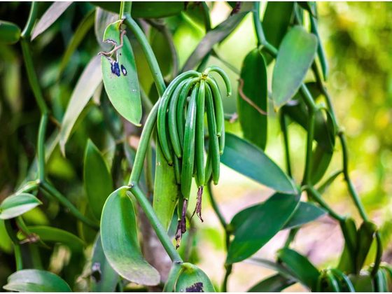 Vanilla for export from Uganda