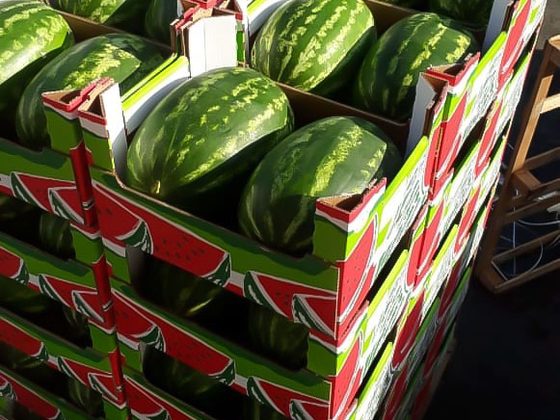 Watermelon for export from Uganda
